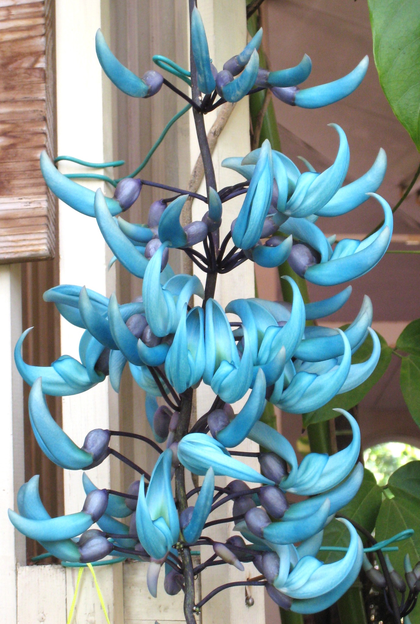 259．《ヒスイカズラ（翡翠葛） 英名 ジェイドバインjade vine